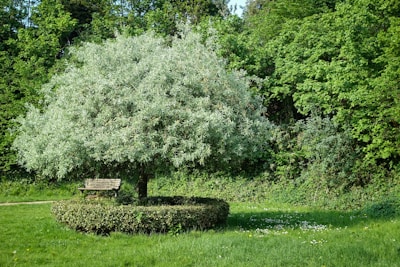 An elegant tree arrangement in a park setting.