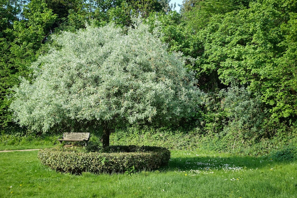 green-leafed tree