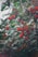 Clusters of vibrant red, spiky fruits hang from branches amidst an abundance of glossy green leaves. The scene is filled with natural textures and varying shades of green, brown, and red, creating a lush and lively forest setting.