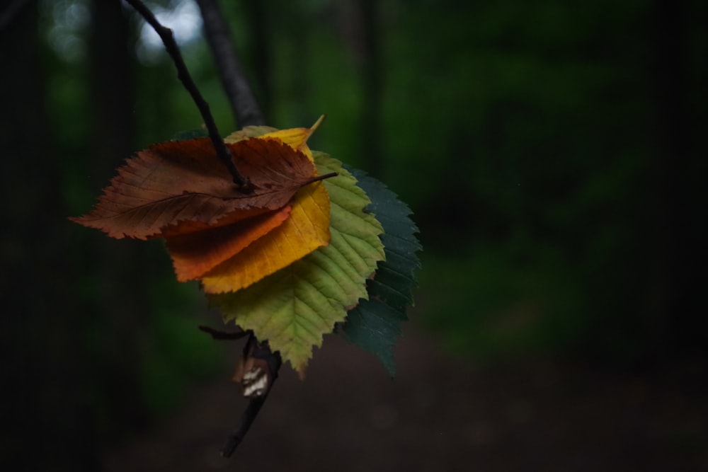 closeup photo of leaves