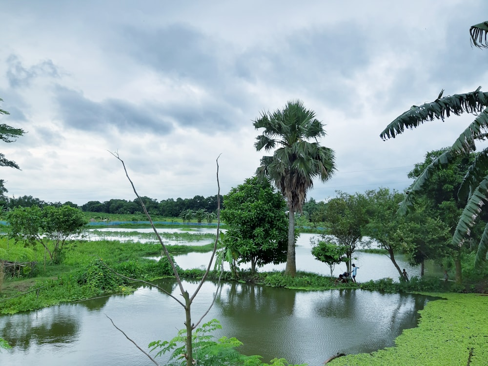 trees, plants, and body of water during day