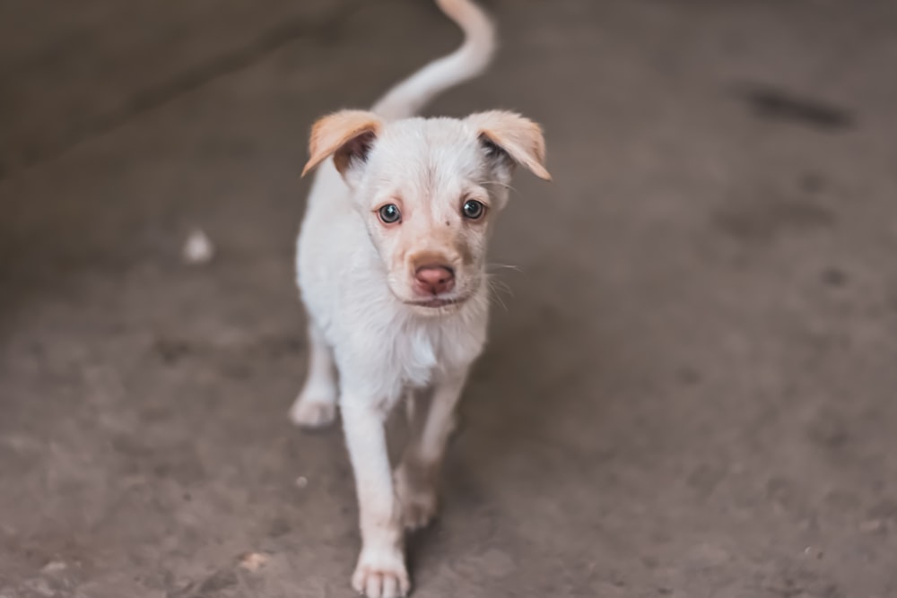 cucciolo bianco a pelo corto