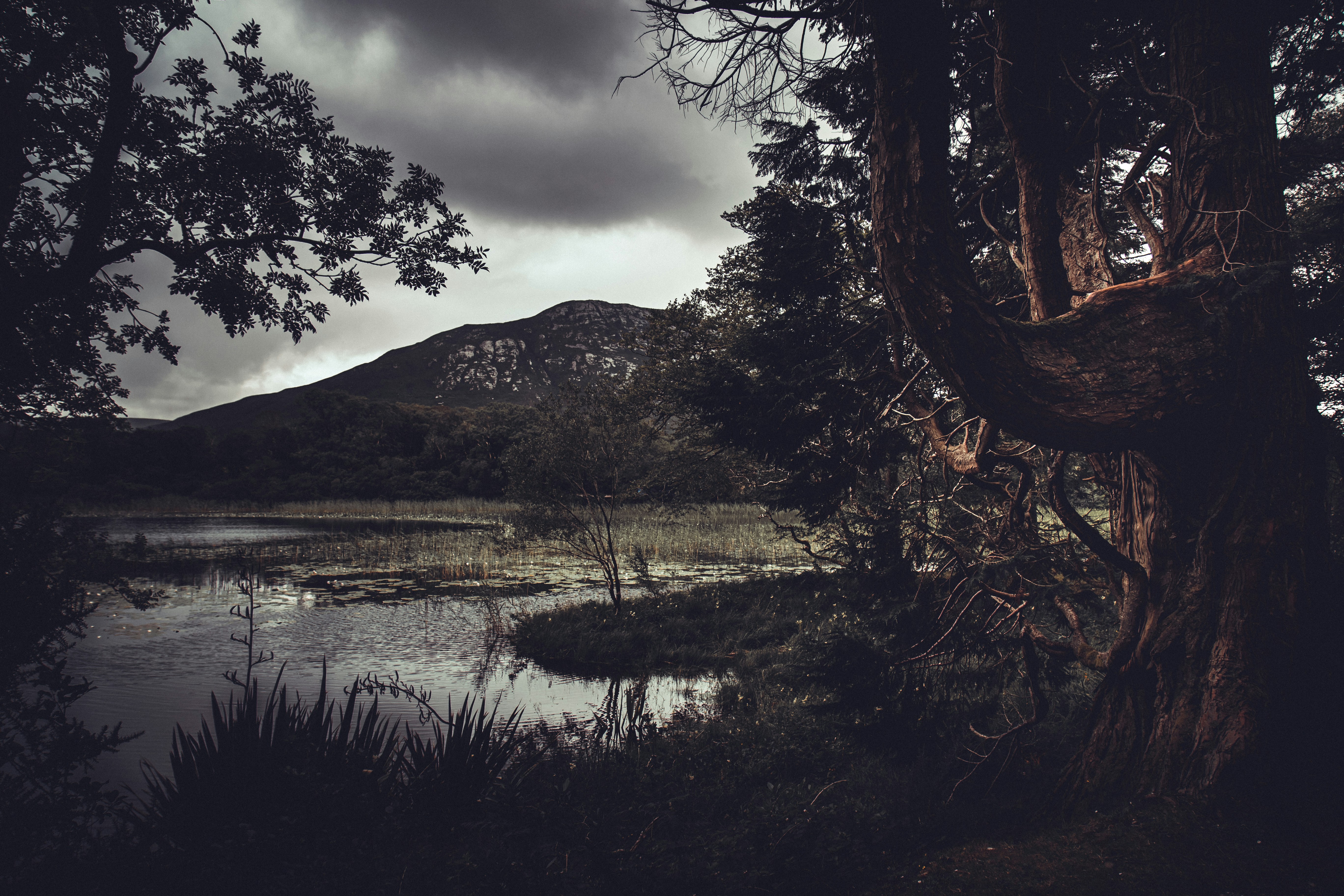 green trees beside body of water