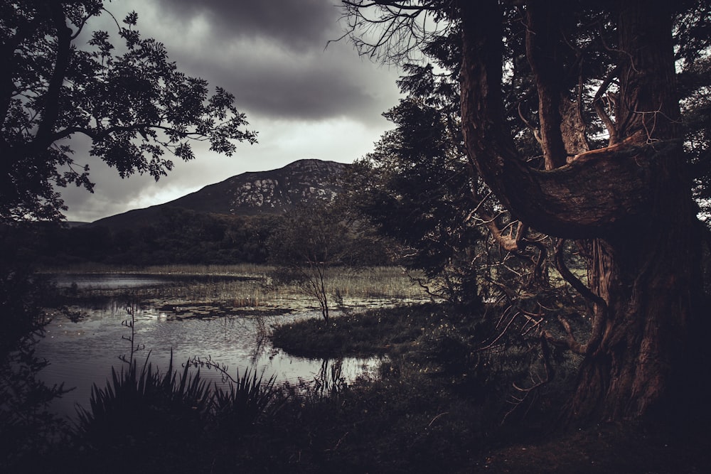 green trees beside body of water