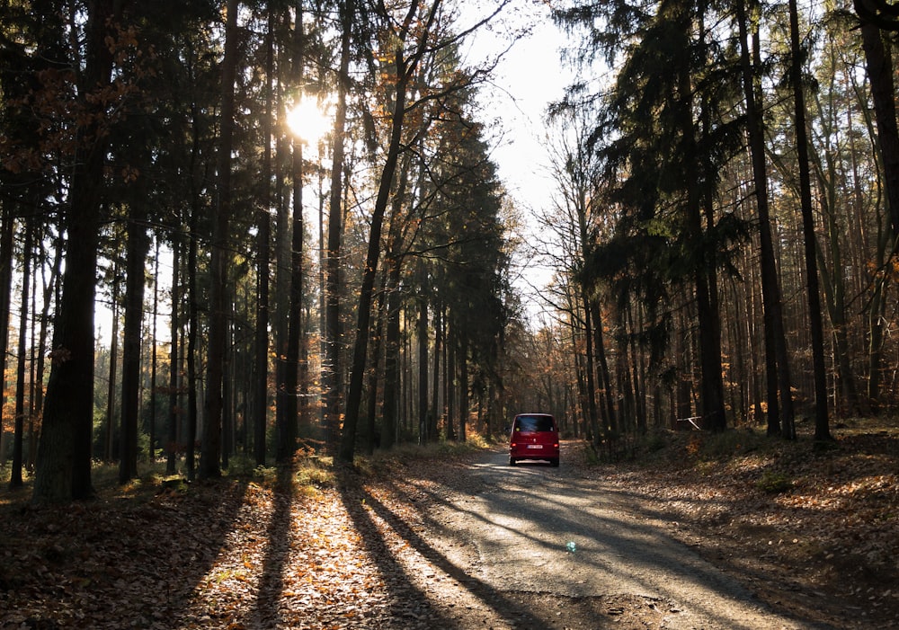 forest trees