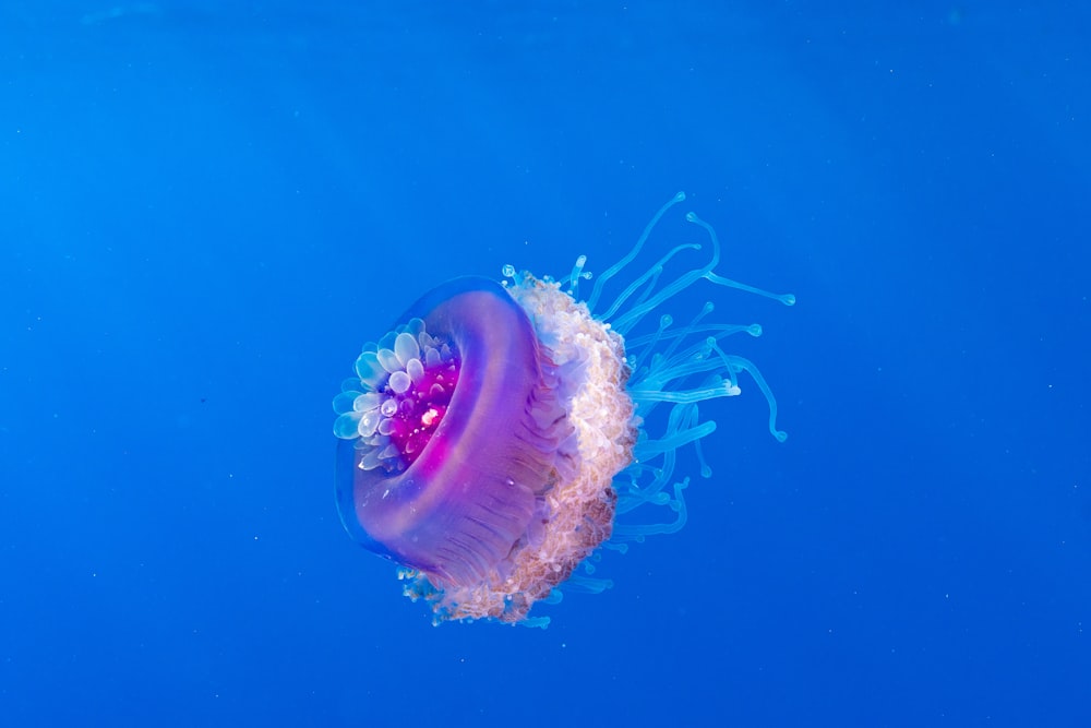 pink jelly fish