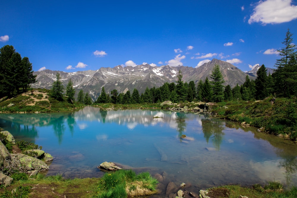 body of water and green trees