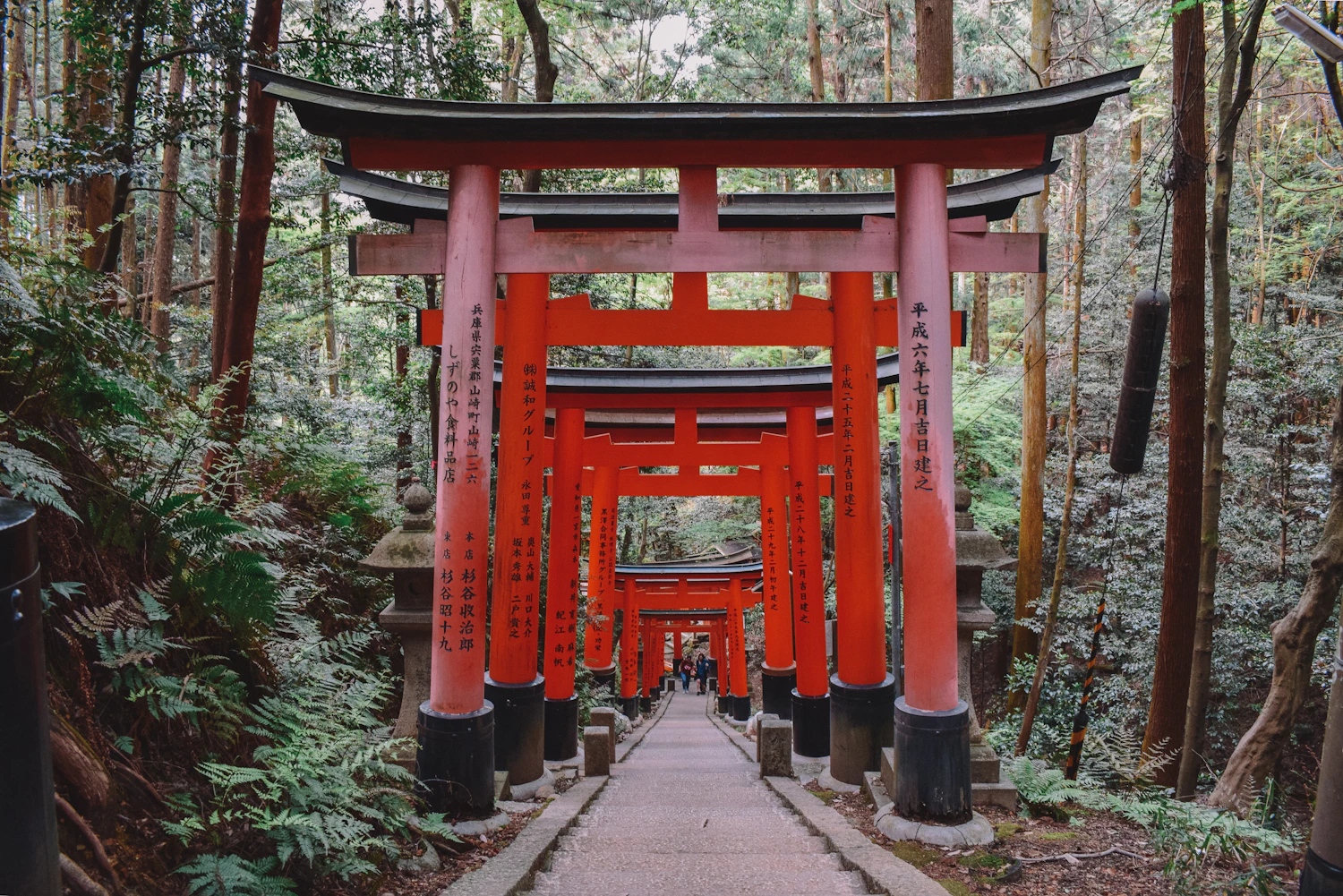 Torii rojos entre los árboles de Kioto, Japón