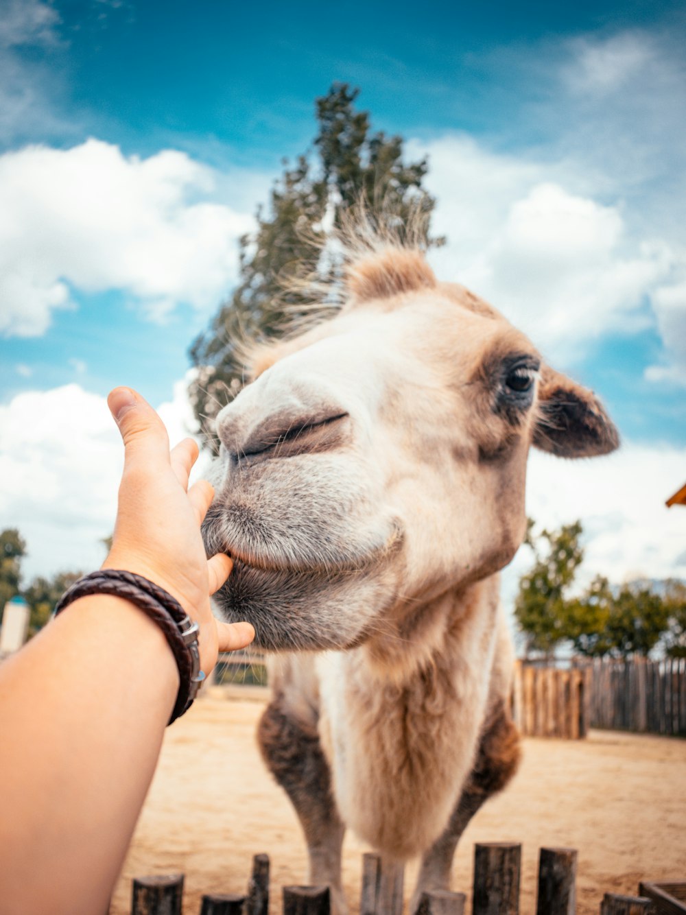 person holding camel