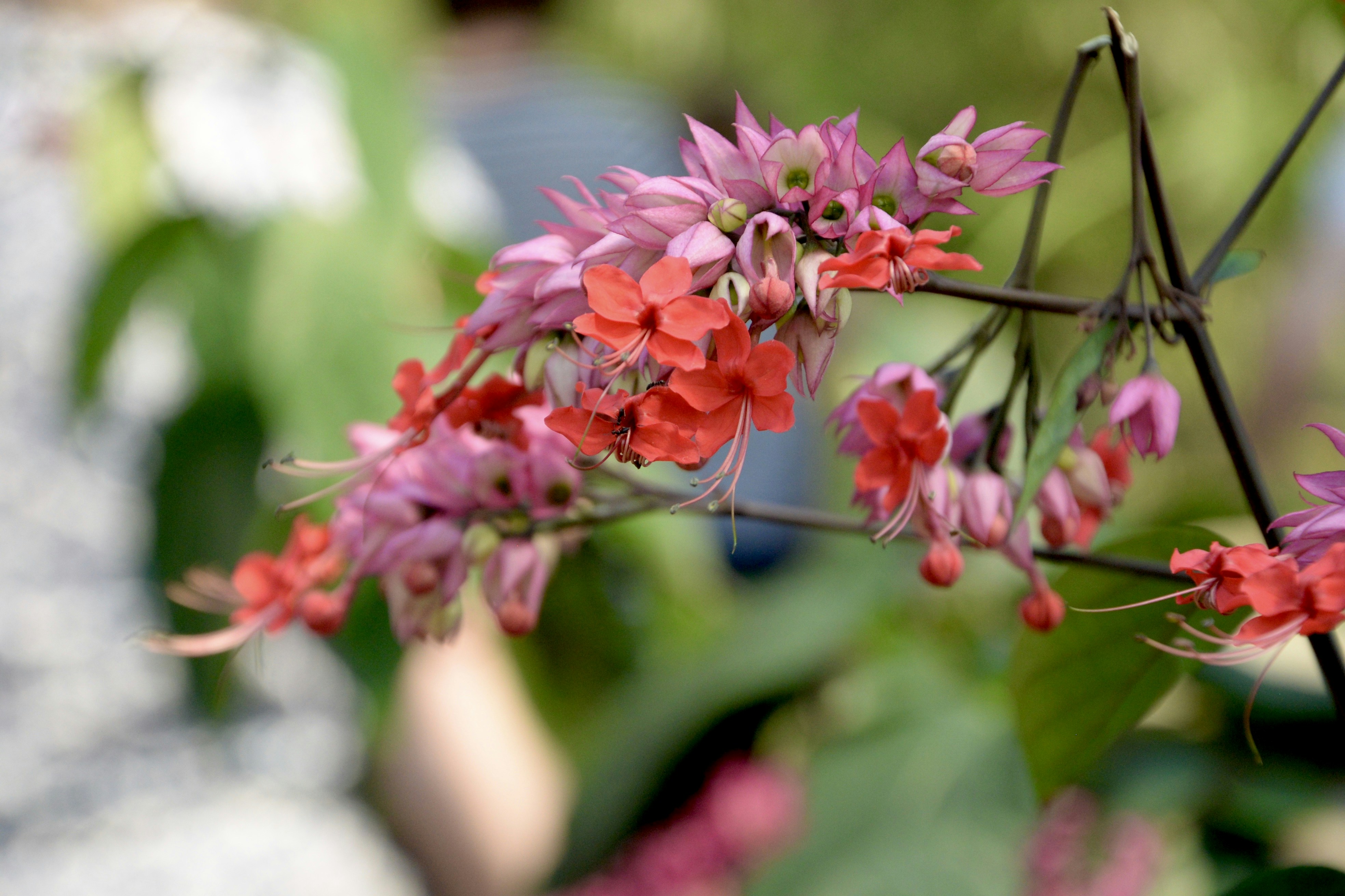blooming red and pink flowers, Soft textures on this bloom at The Eden Project 