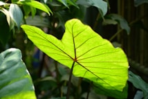 A vibrant green leaf is prominently featured, with sunlight filtering through, highlighting its intricate vein patterns. The background contains other leaves, creating a lush and natural setting.