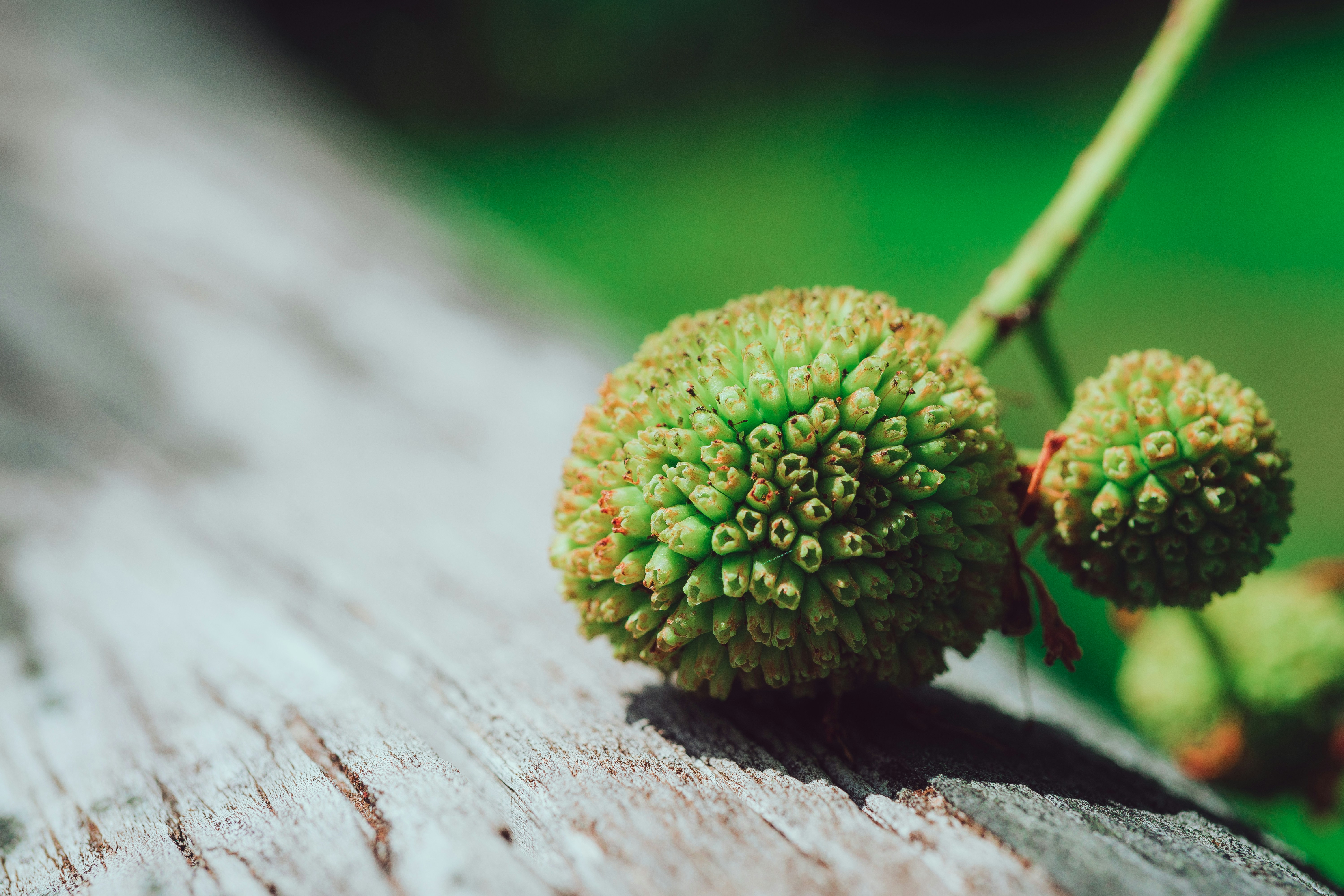 selective focus photo of thistle flowr