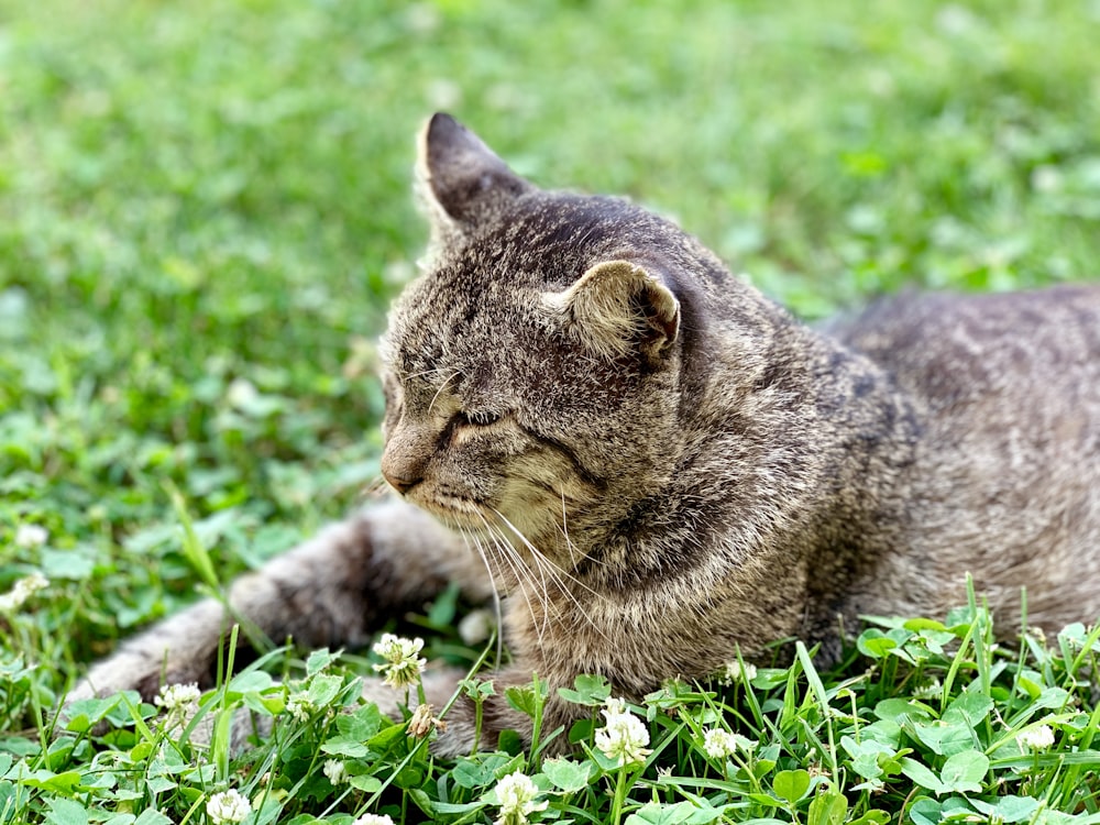 cat on grass