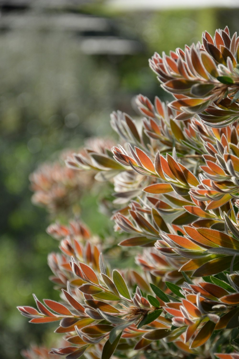 brown and green leaves