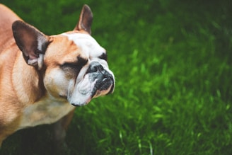 A bulldog stands on lush green grass with its eyes closed, appearing relaxed and calm. The dog's fur is a combination of white and brown, with prominent facial wrinkles and a broad head, characteristic of the breed.