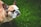 A bulldog stands on lush green grass with its eyes closed, appearing relaxed and calm. The dog's fur is a combination of white and brown, with prominent facial wrinkles and a broad head, characteristic of the breed.