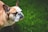A bulldog stands on lush green grass with its eyes closed, appearing relaxed and calm. The dog's fur is a combination of white and brown, with prominent facial wrinkles and a broad head, characteristic of the breed.