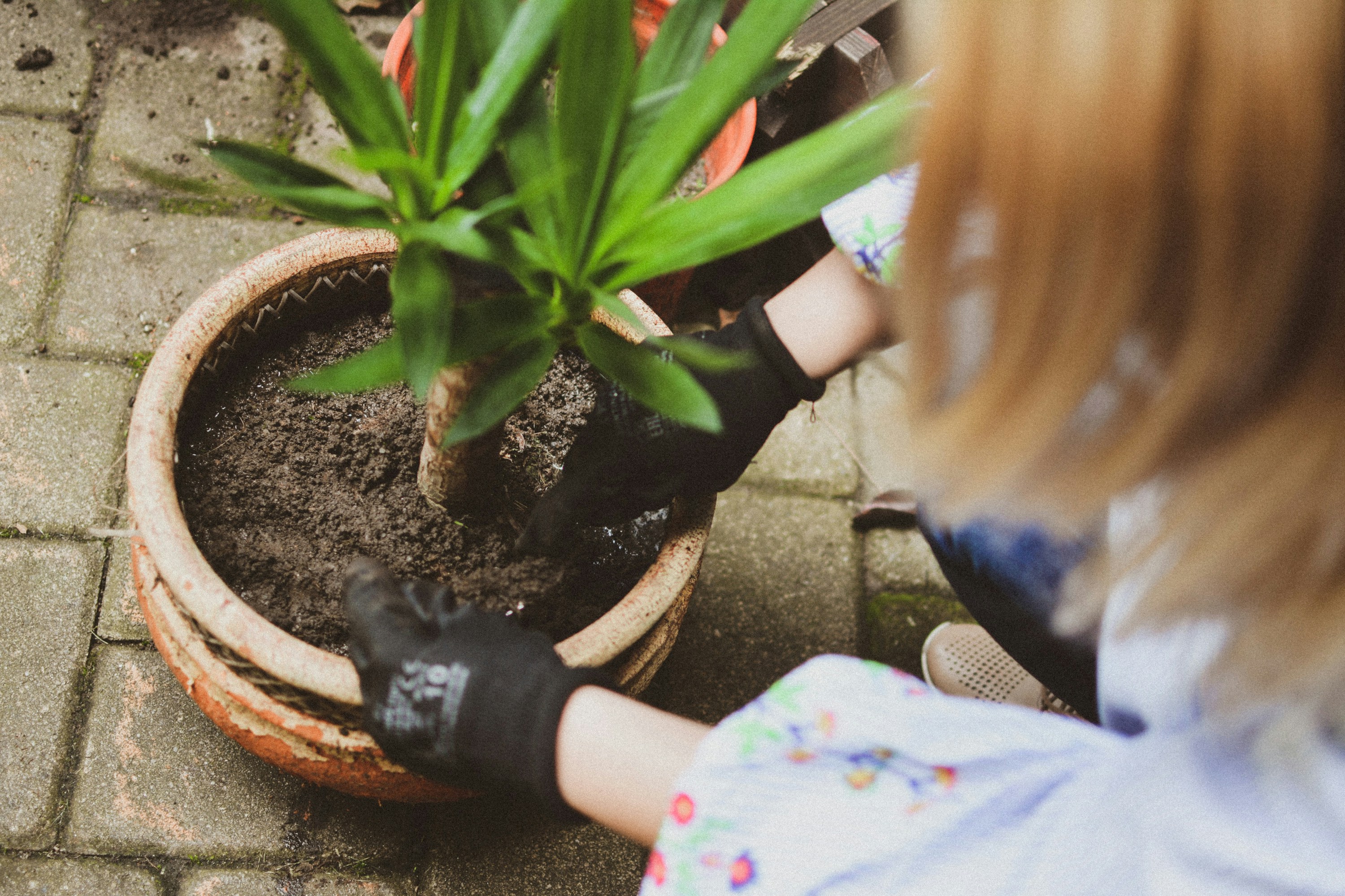 Home gardening, cleaning up the plants