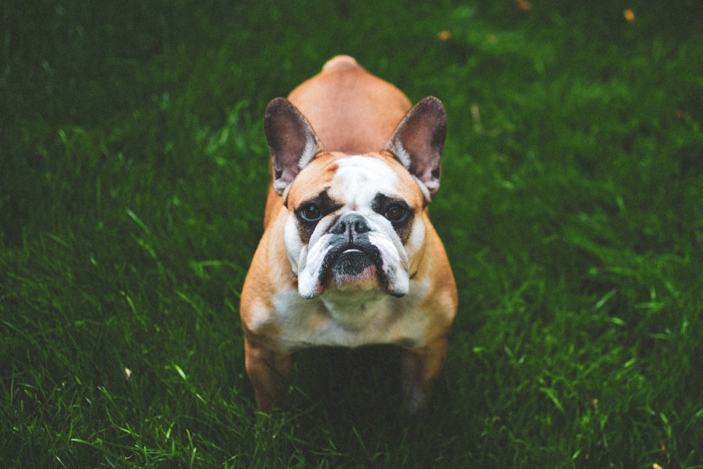 brown and white French bulldog