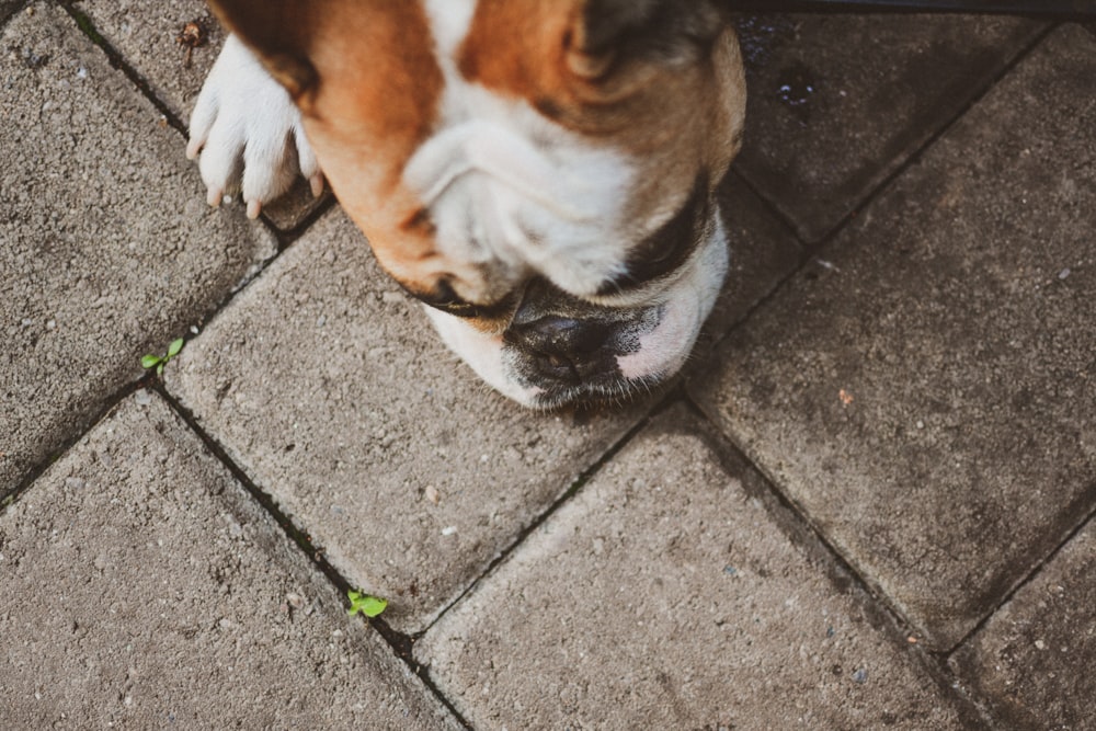 short-coated tan and white dog close-up photography