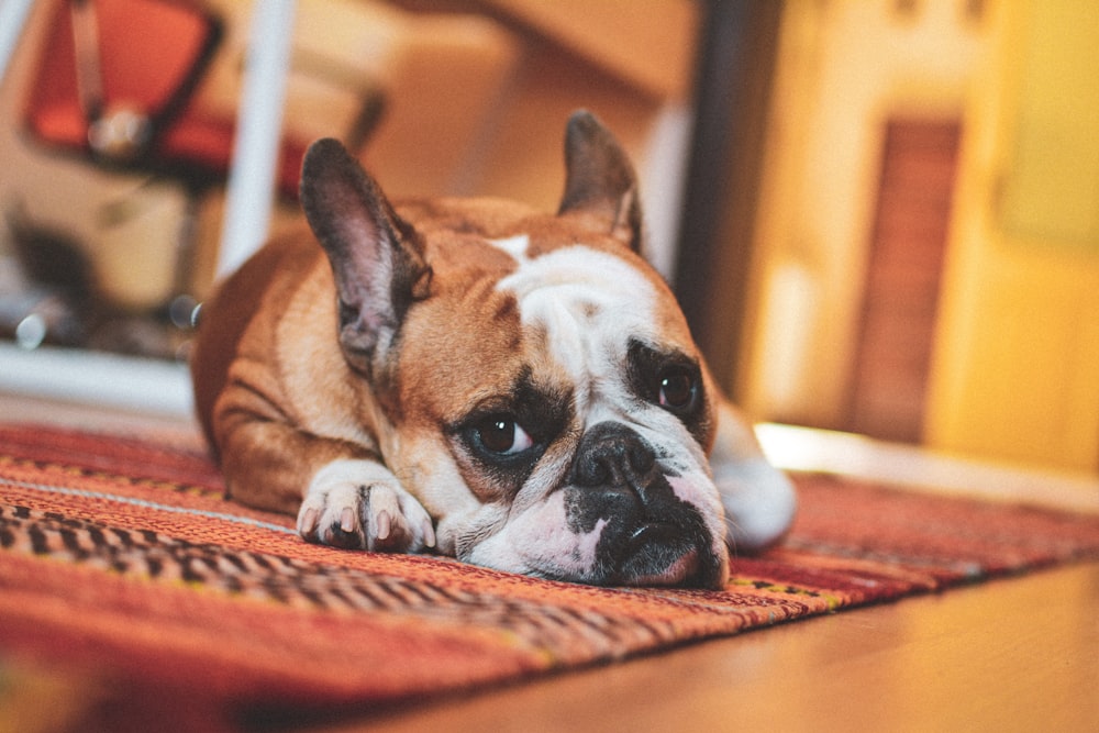 dog lies on area rug