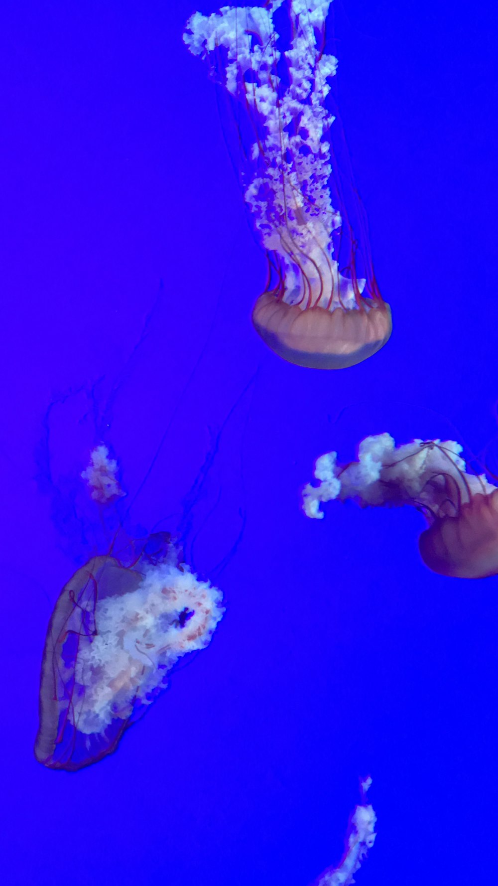 closeup photo of three jellyfish
