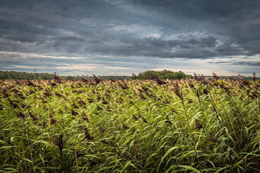 green field