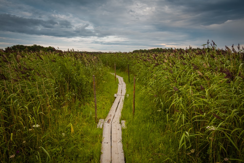 brown wooden walkway