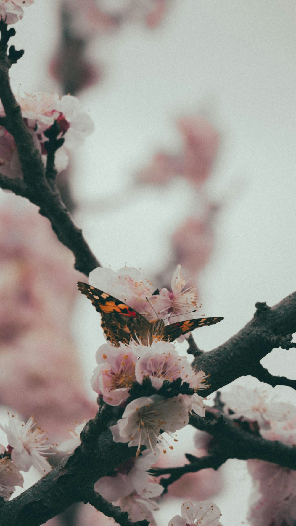 orange butterfly on pink cherry blossoms