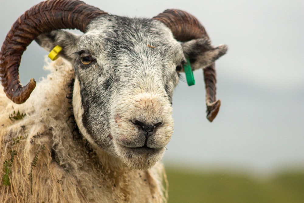 brown sheep