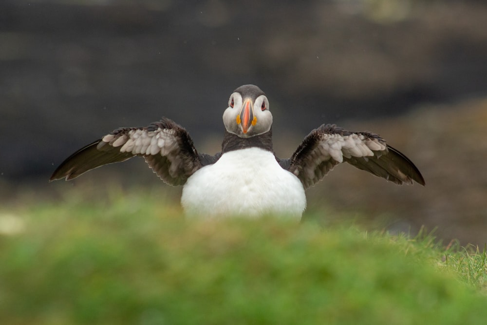 white and black penguin close-up photography