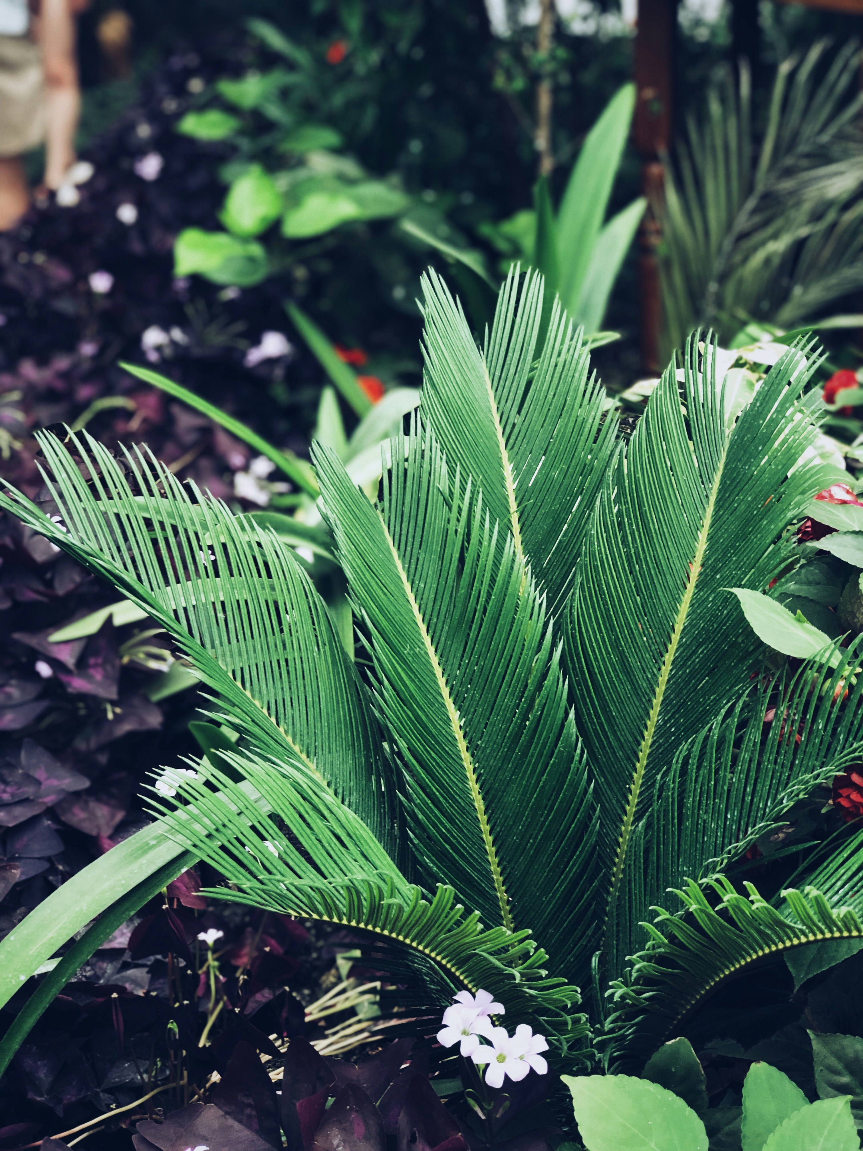 Green leaf plant close-up photography photo – Free Green Image on Unsplash