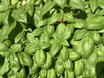 Fresh basil microgreens with vibrant green leaves ready for harvest.