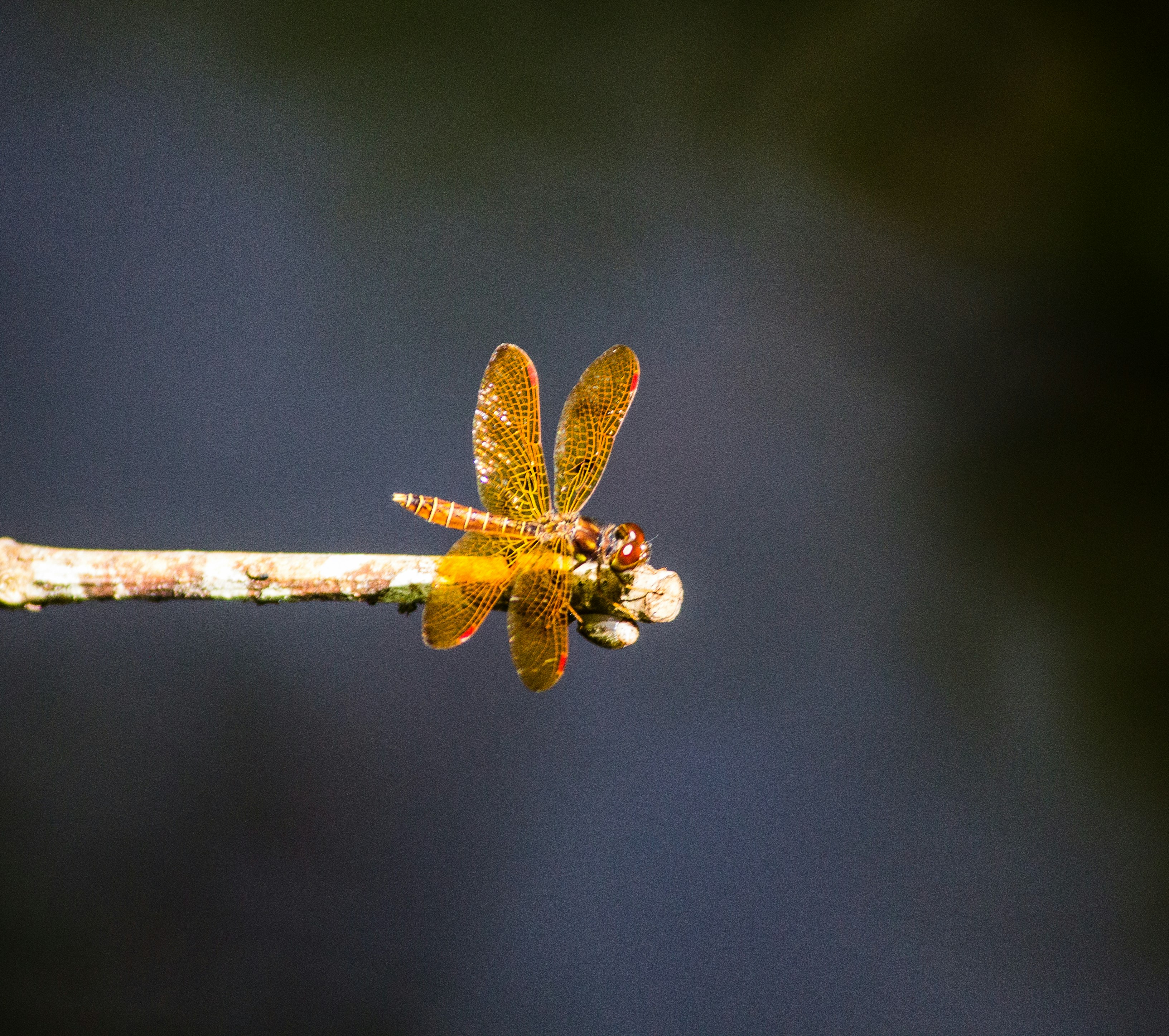 red and yellow dragonfly