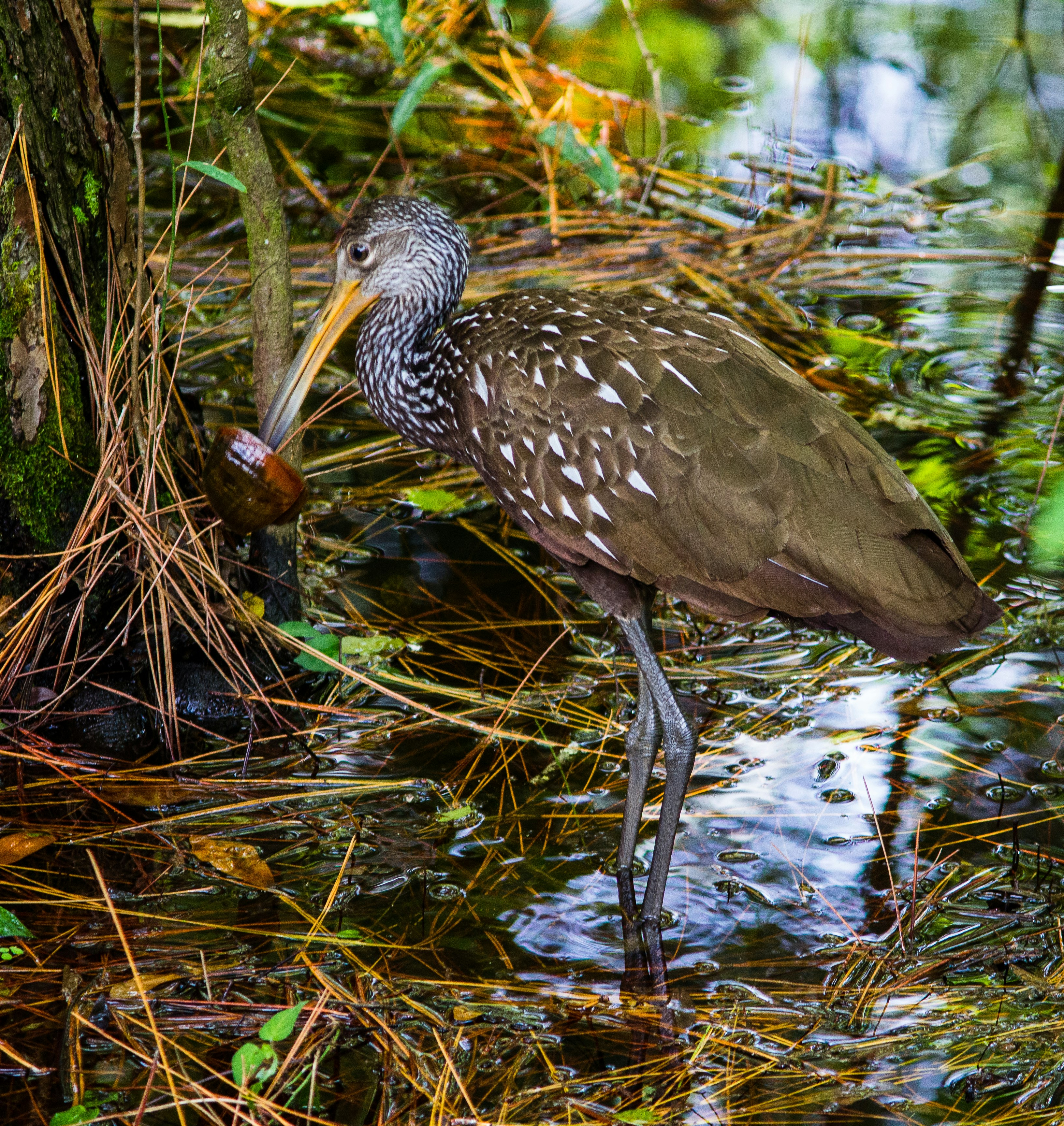 Limpkin with a large snail in a swamp