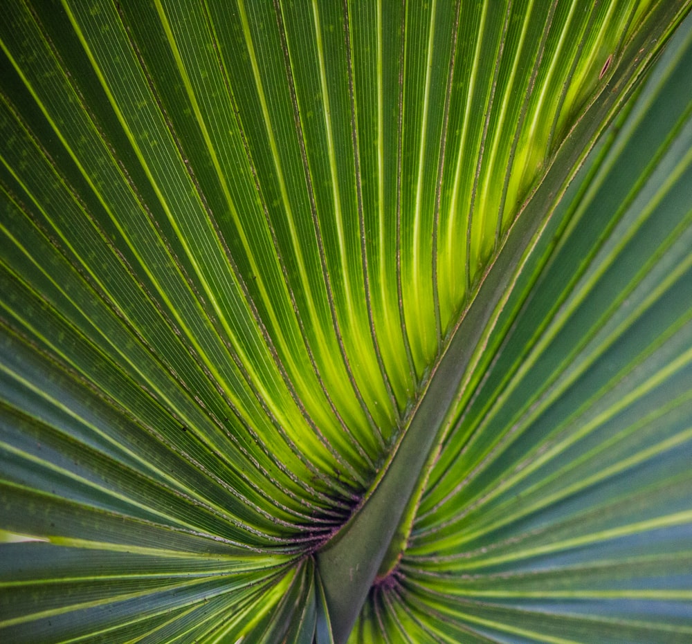 green palm leaves macro photography
