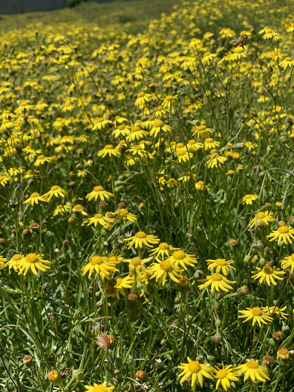 yellow gerbera flower field