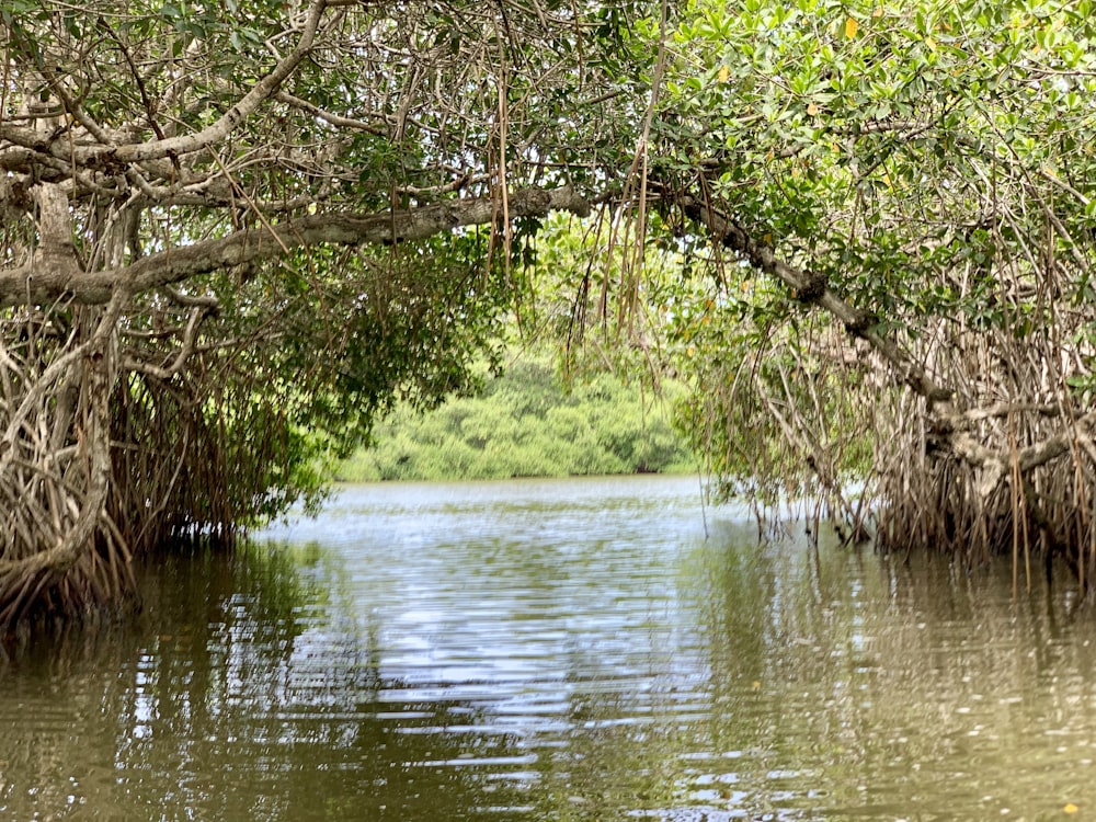 body of water between trees at daytime