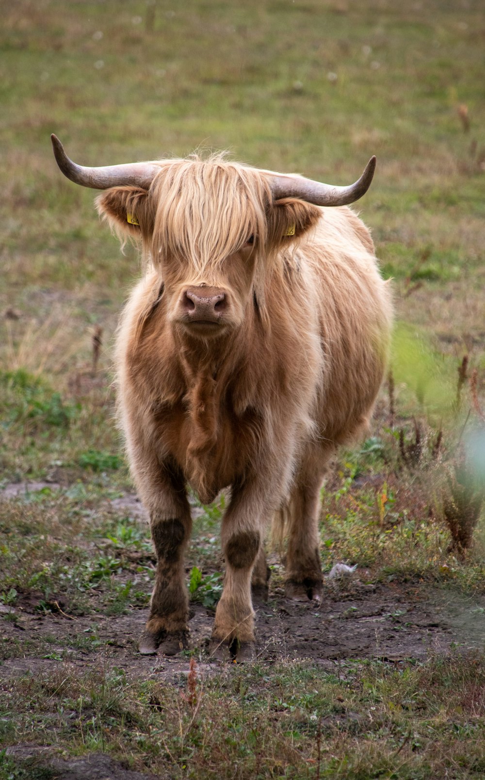 Yak bronceado