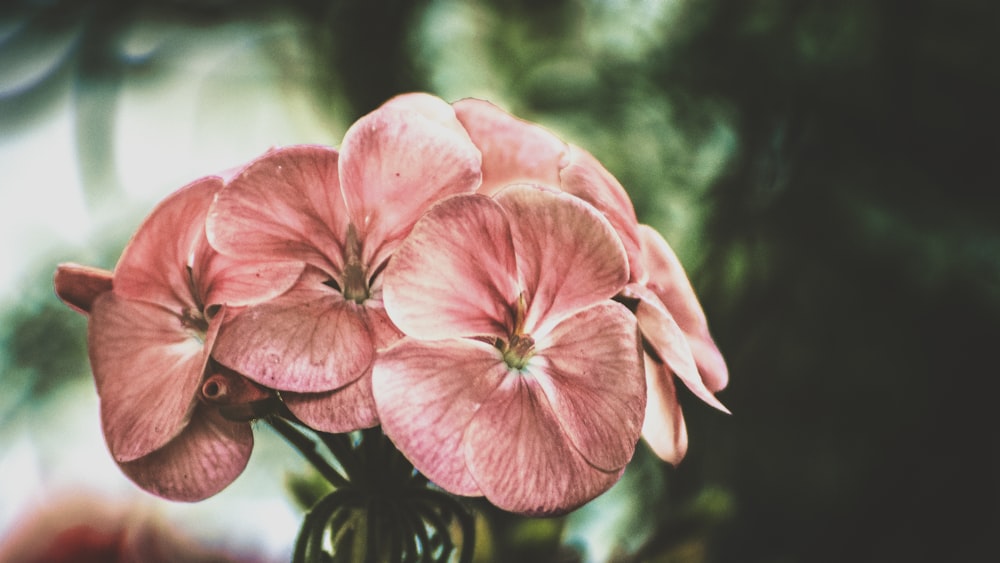 pink petaled flower close-up photography