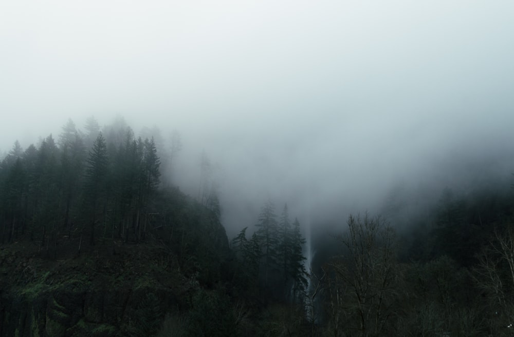 foggy forest landscape