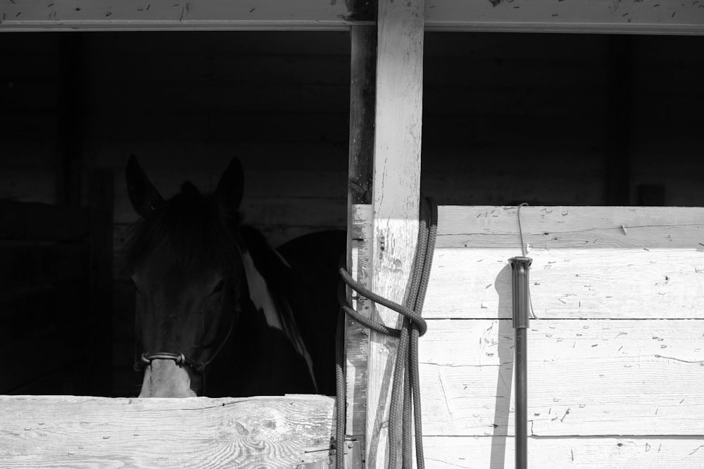 black and white horse