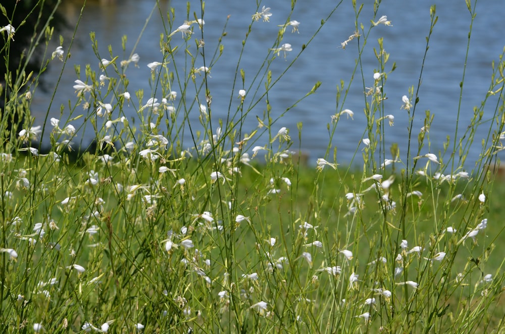 white petaled flowers