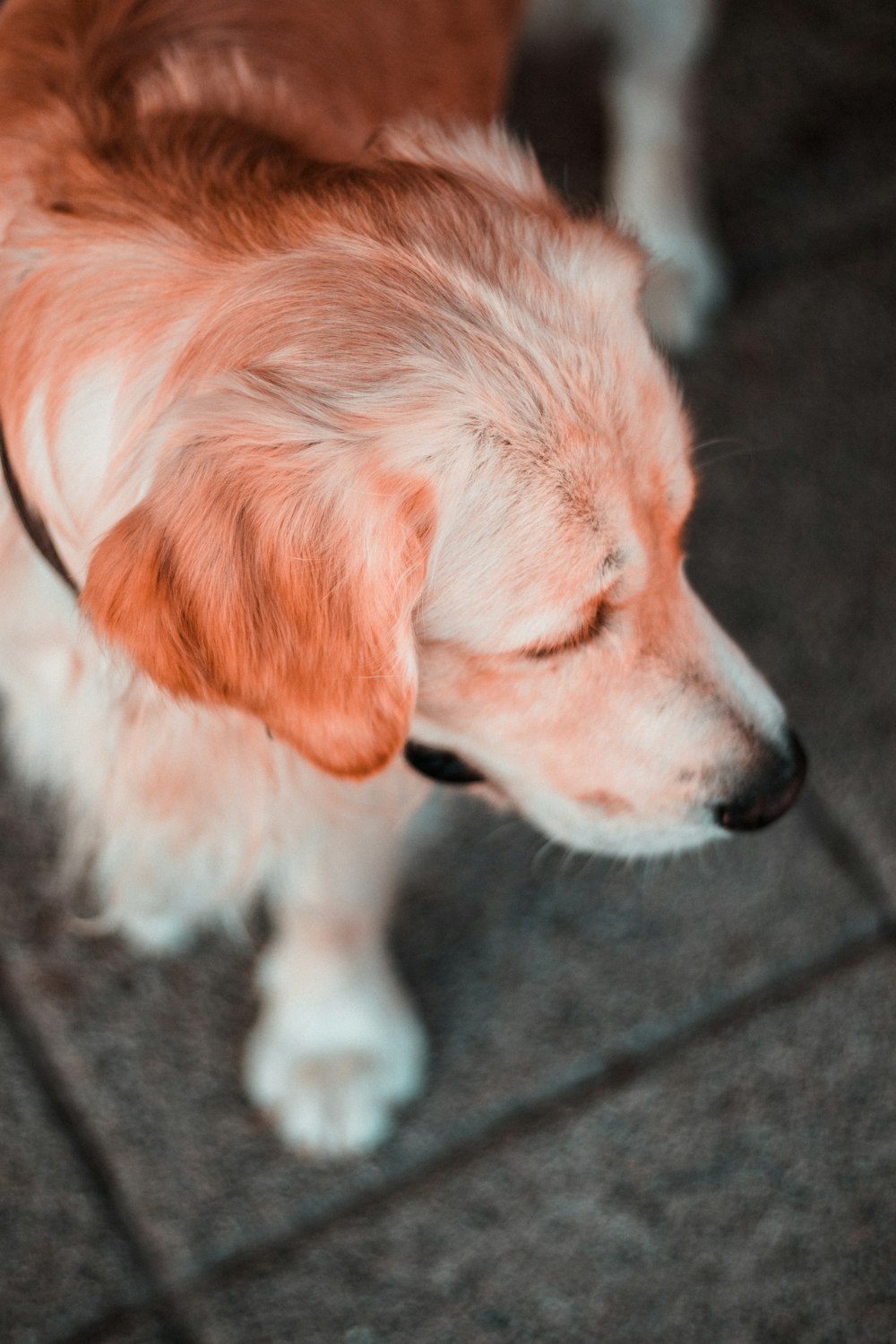 short-coated white and tan dog close-up photography