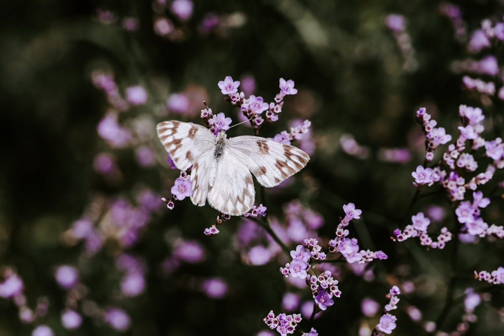 白と茶色の蝶