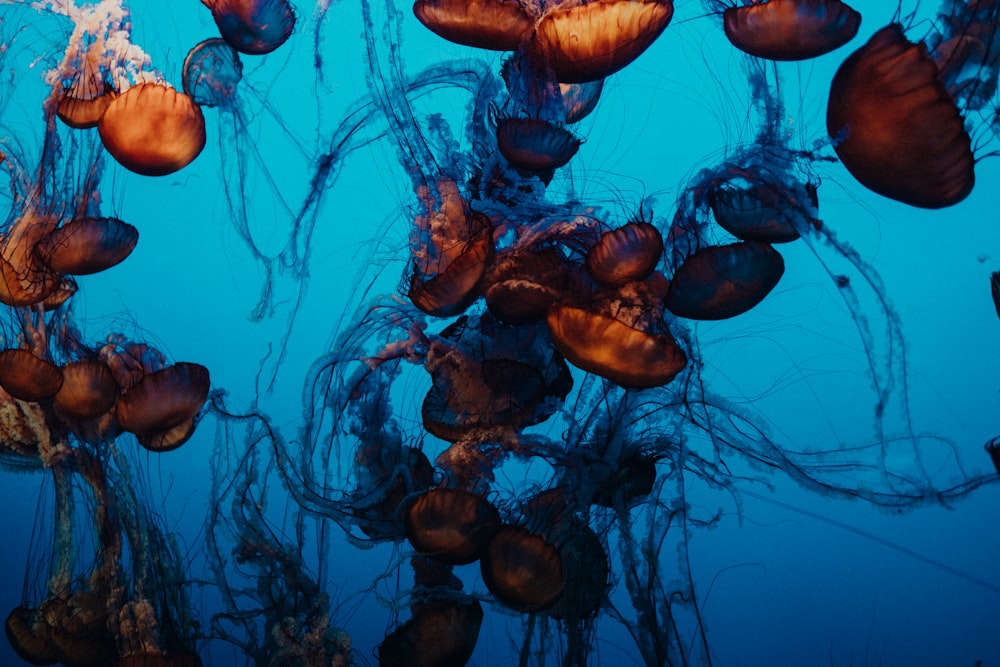 brown and black jellyfish wallpaper