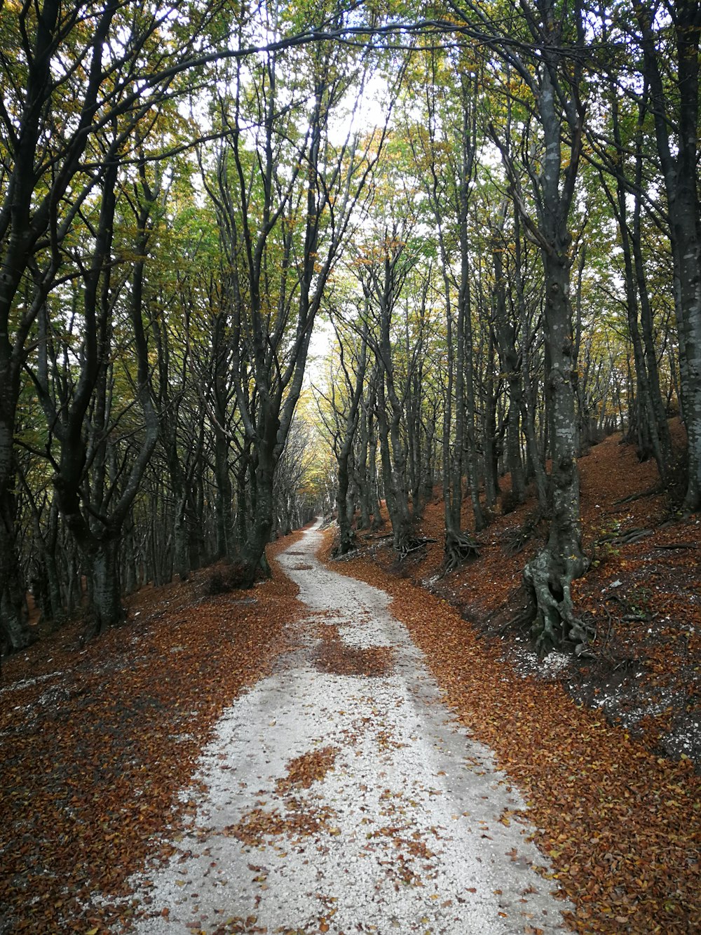 green trees