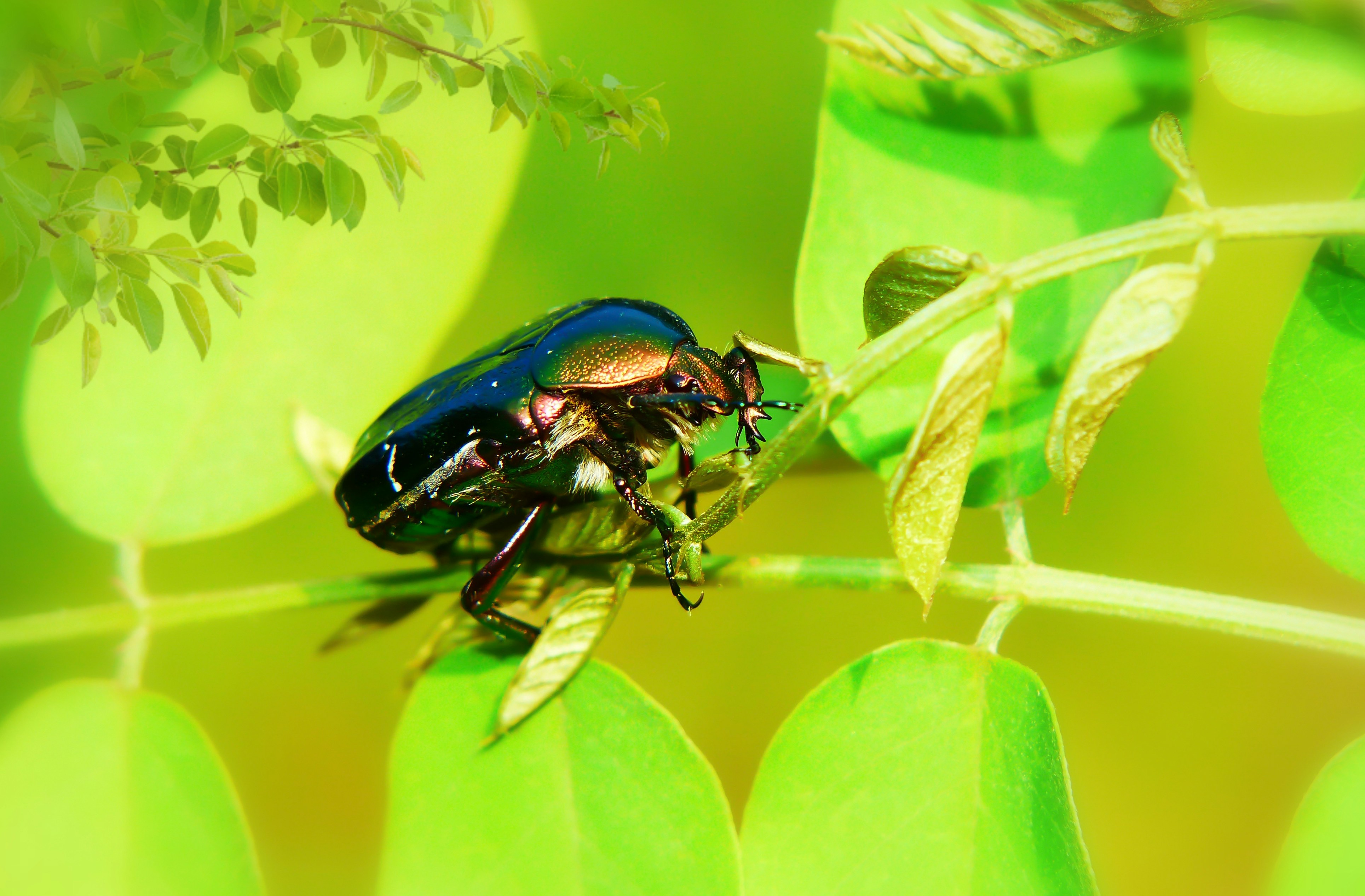 black insect close-up photography