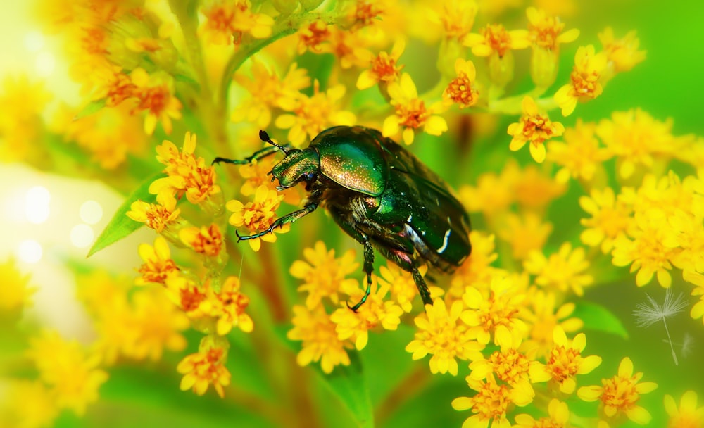 green beetle