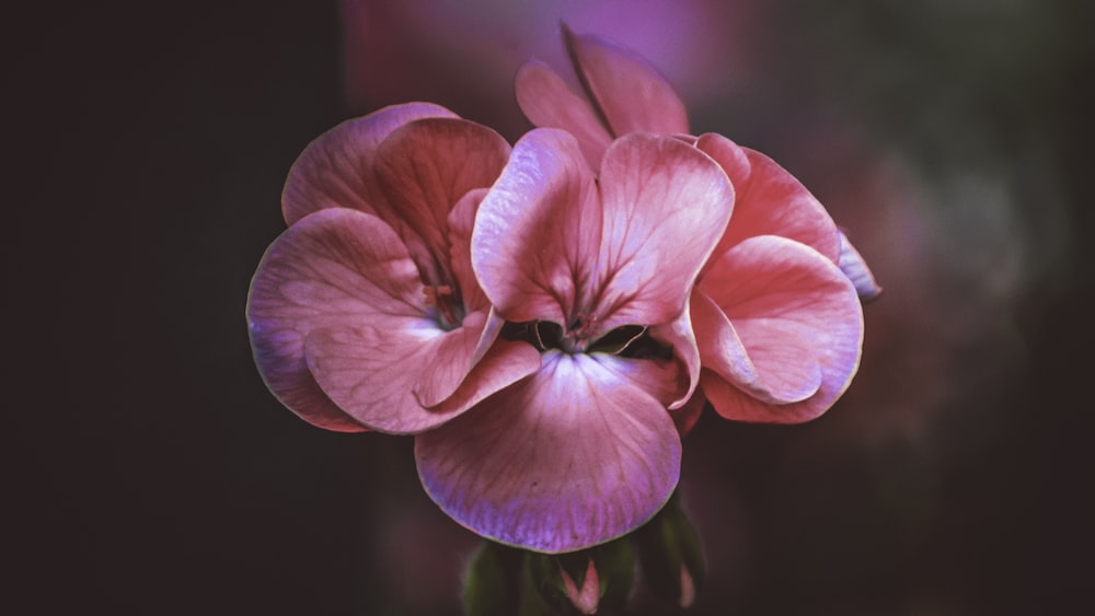 pink petaled flower